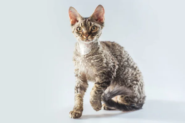 Gri bir arka plan üzerinde poz Cornish Rex yavru kedi. — Stok fotoğraf