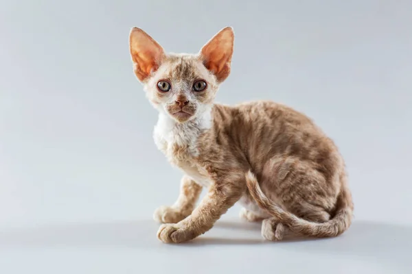 Beżowy pozowanie kotka Cornish Rex i patrząc na kamery — Zdjęcie stockowe