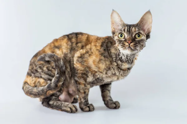 Gri bir arka plan üzerinde poz renkli Cornish Rex yavru kedi. — Stok fotoğraf