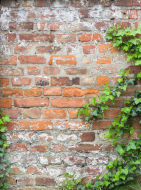 yeşillik bir tuğla duvar