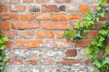 yeşillik bir tuğla duvar