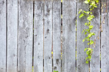 Eski ahşap arka plan. panoları