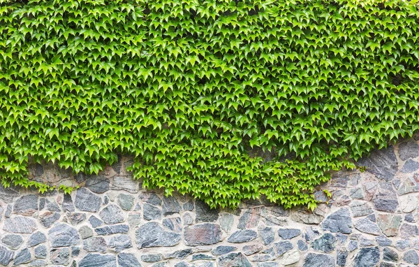 Green ivy on brick wall — Stock Photo, Image