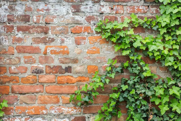 Laub an einer Ziegelmauer — Stockfoto