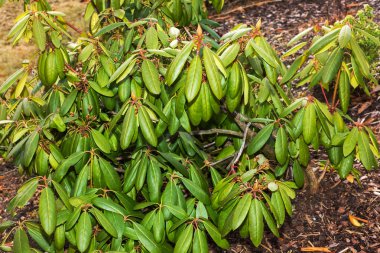 ormangülü bahçede.