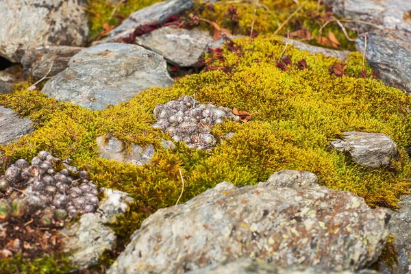 在秋天的石头墙上苔藓 — 图库照片