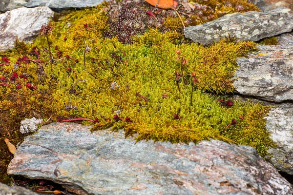 Moss na parede de pedra no outono — Fotografia de Stock