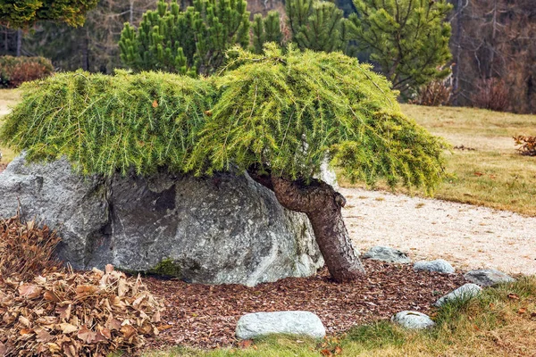 Bir kürk ağacı veya çam ağacının yeşil dikenli dalları — Stok fotoğraf