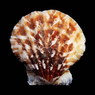 Güzel renkli deniz kabuğu Studio siyah arka plan üzerine