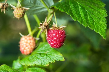 Ahududu. Büyüyen organik çilek portre.