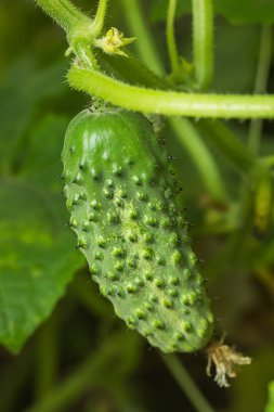 Serada salatalık yetiştirmek için.