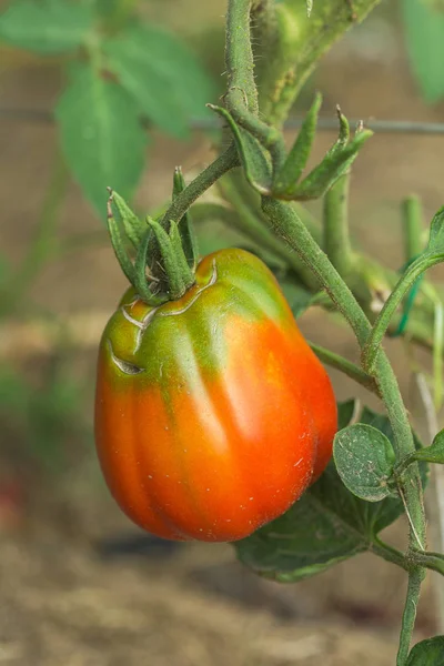 Kırmızı ve yeşil domates