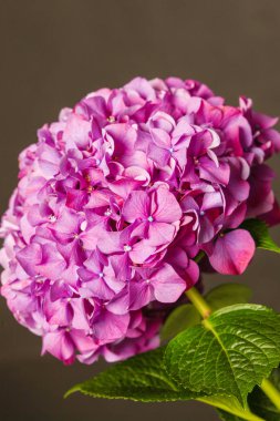 Koyu arka plan üzerinde izole parlak pembe ortanca.