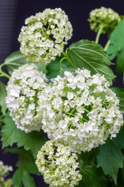 Koyu arka plan üzerinde izole narin çiçek beyaz ortanca.