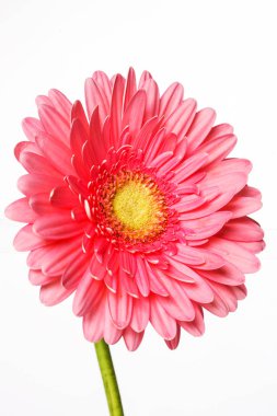 güzel pembe gerbera çiçekleri beyaz izole