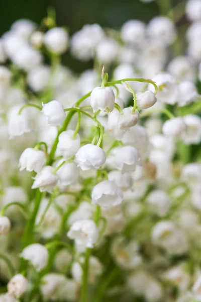 Kvetoucí Lily z údolí v jarní zahradě — Stock fotografie