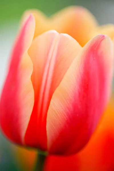 Крупный план на кнопке красивого розового тюльпана с персиковыми краями — стоковое фото