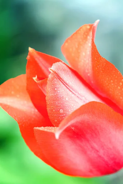 Розовый тюльпан, Закрытый вид на кнопку красивой — стоковое фото