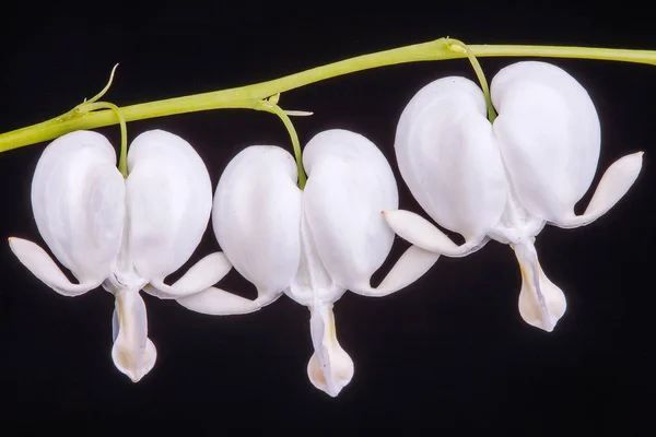 Bianco Sanguinamento cuore fiore contro sfondo nero — Foto Stock