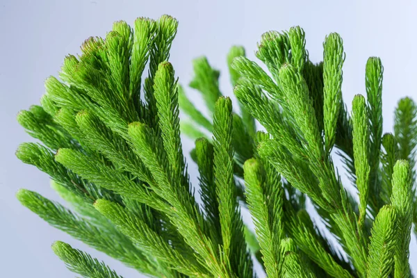 Primer plano del tallo de araucaria en el fondo claro — Foto de Stock