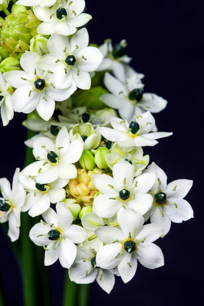 Svarta och vita blommor, babys andedräkt på den mörka bakgrunden. Närbild — Stockfoto