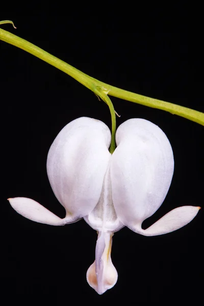 White krwawienia kwiat serce czarnym tle Dicentra spectabilis Alba — Zdjęcie stockowe