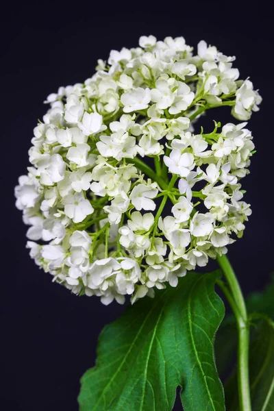 Delicate flower white hydrangea isolated on dark background.