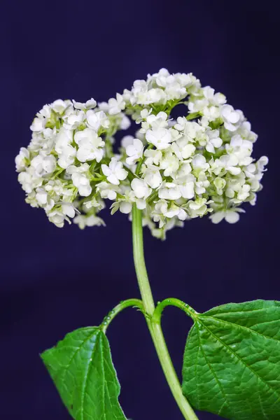 Křehká květina bílé hortenzie izolované na tmavém pozadí. — Stock fotografie