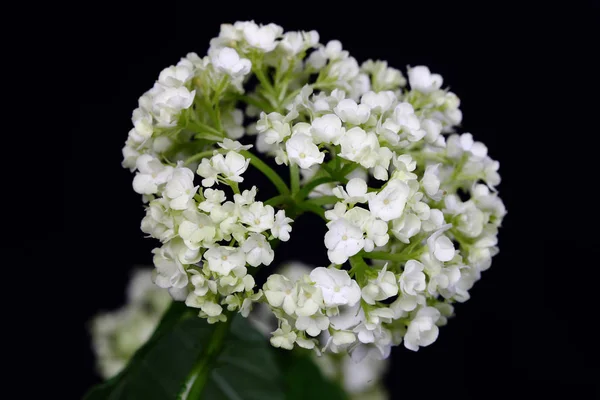 Hortensja delikatny kwiat biały na białym tle na ciemnym tle. — Zdjęcie stockowe