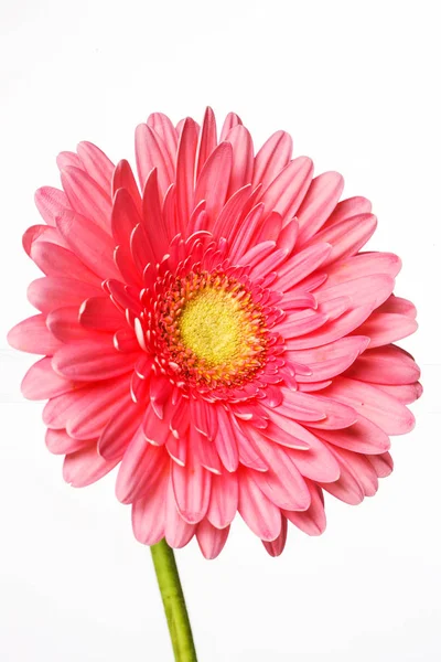 Bellissimi fiori di gerbera rosa isolati su bianco — Foto Stock