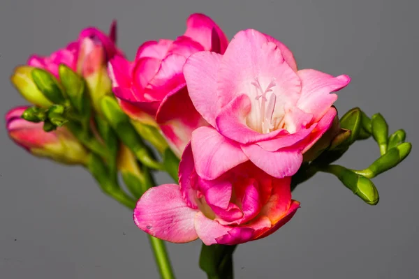 Primavera fioritura fiori rosa isolati su sfondo grigio — Foto Stock