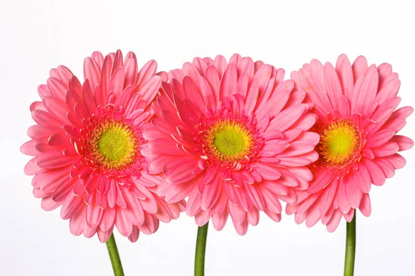 Bellissimi fiori di gerbera rosa isolati su bianco — Foto Stock