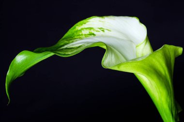 Siyah arka plan üzerinde yeşil Gordes Calla Lily