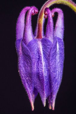 Makro mavi columbine aquilegia koyu arka plan üzerinde tomurcuğu kapalı