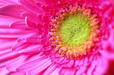 Büyük pembe çiçek gerbera arka plan