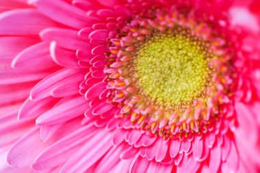 Büyük pembe çiçek gerbera arka plan