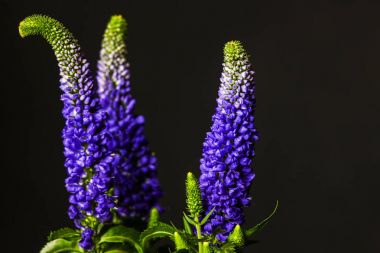 Siyah arka plan üzerine parlak mor lupines