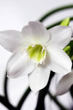 euharis üç çiçek beyaz zemin üzerine