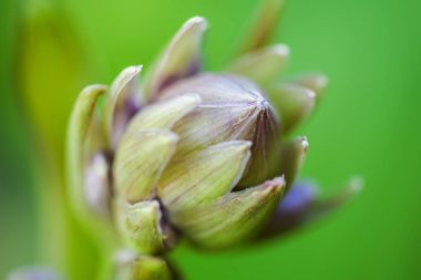 İhale tomurcukları, çiçek yeşil arka planlar. Yakın çekim