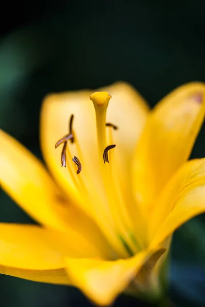 Giallo giglio fiore su sfondo verde giardino — Foto Stock