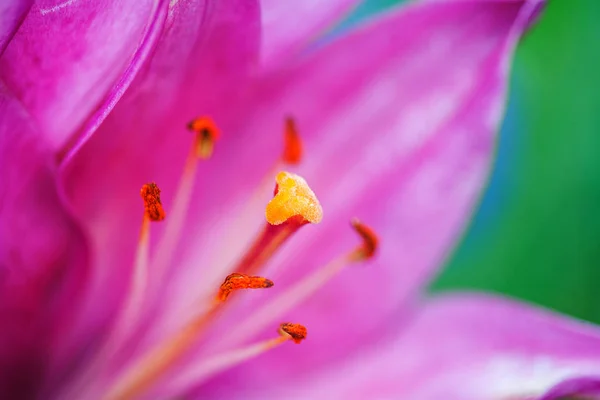 Закрыть красивый розовый лиловый цветок для фона — стоковое фото