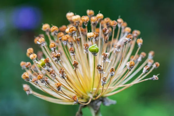 De tedere toppen van bloem op de groene achtergrond. Close-up — Stockfoto