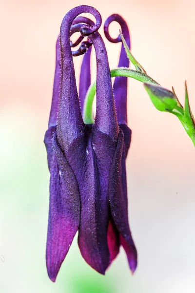 Macro chiuso bocciolo di aquilegia blu columbine su sfondo chiaro — Foto Stock