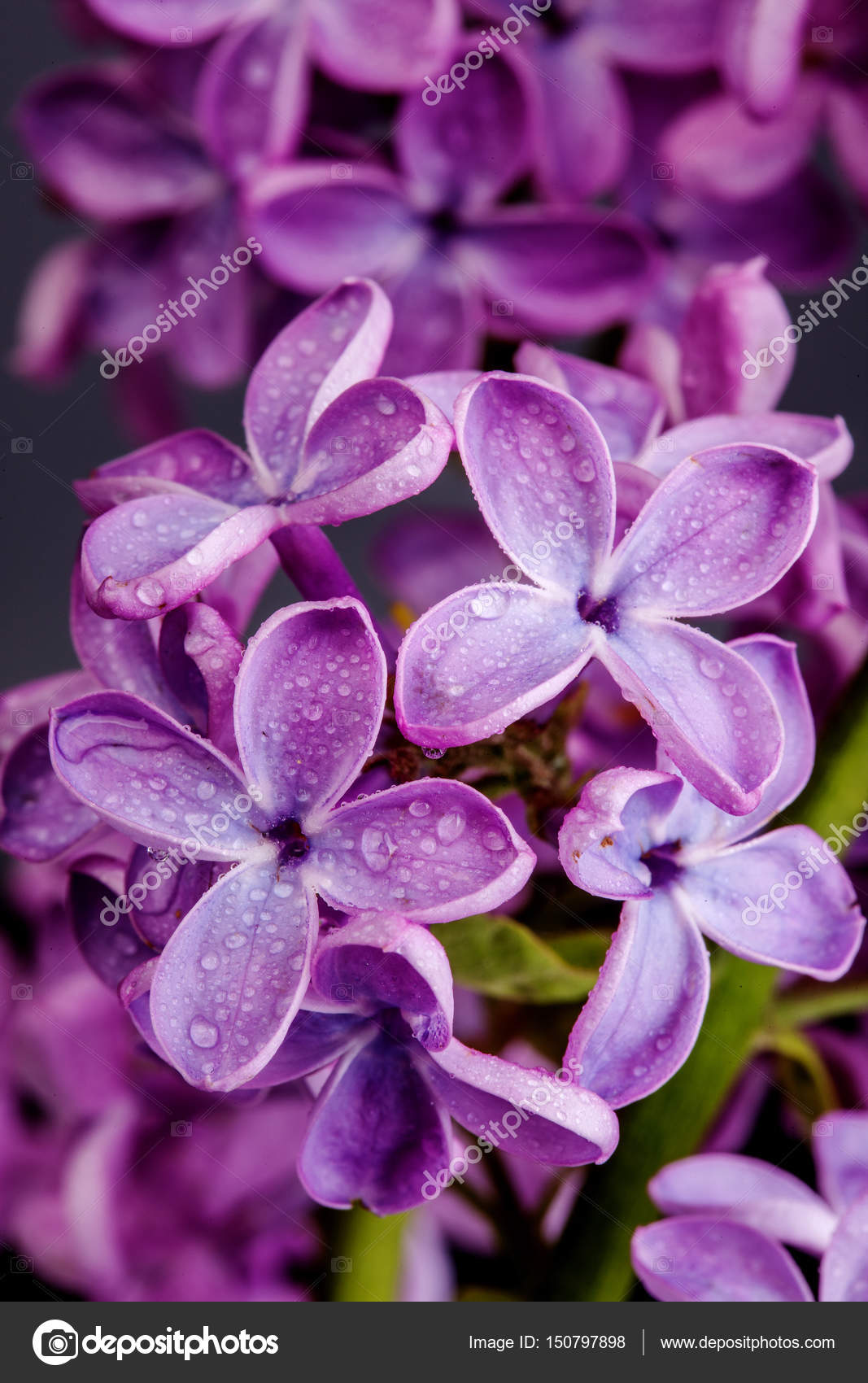 春紫丁香花的宏观形象 抽象柔和的植物背景 图库照片 C Sichkarenko Com 春紫丁香花的宏观形象 抽象柔和的植物背景 图库照片 C Sichkarenko Com