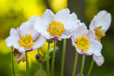 Bahar çiçek ahşap beyaz anemon - anemone nemorosa. Yakın çekim