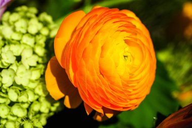 Buket yeşil yaprakları zemin üzerine sarı ranunkulyus ile