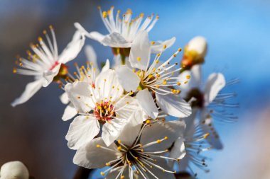 Meyve ağacının bir dalını açan bahar çiçekleri.