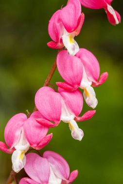 Pembe Kalp çiçekler Dicentra spectabilis veya Lamprocapnos spectabilis kanama