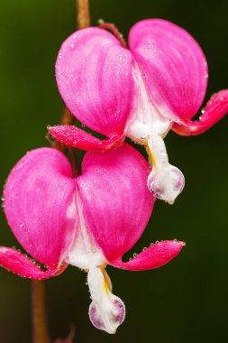 Pembe Kalp çiçekler Dicentra spectabilis veya Lamprocapnos spectabilis kanama