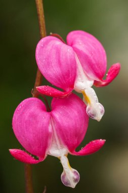Pembe Kalp çiçekler Dicentra spectabilis veya Lamprocapnos spectabilis kanama